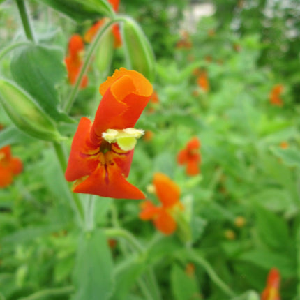 Scarlet monkey flower | Mimulus cardinalis