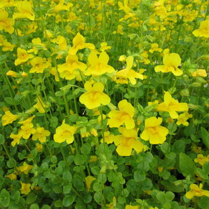 Common monkey flower | Mimulus guttatus