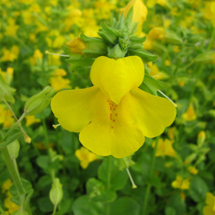 Common monkey flower | Mimulus guttatus