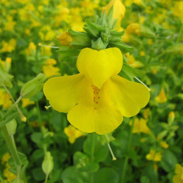 Common monkey flower | Mimulus guttatus