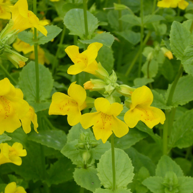 Common monkey flower | Mimulus guttatus