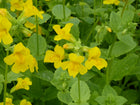 Common monkey flower | Mimulus guttatus