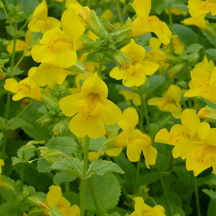 Common monkey flower | Mimulus guttatus