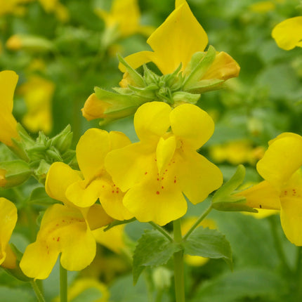 Common monkey flower | Mimulus guttatus