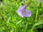 Lavender musk | Mimulus ringens