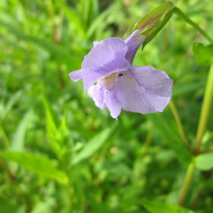 Lavender musk | Mimulus ringens