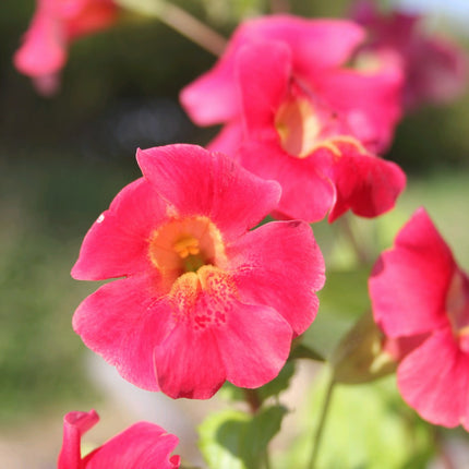 Roter Kaiser | Mimulus cupreus 'Red Emperor'