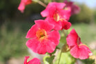 Roter Kaiser | Mimulus cupreus 'Red Emperor'