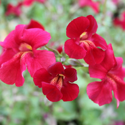 Roter Kaiser | Mimulus cupreus 'Red Emperor'