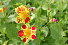 Mimulus luteus 'Queens Prize'