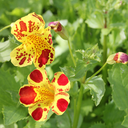 Colourful Marginal Pond Plant Kit – 3 x 1 Litre | Grower’s Choice