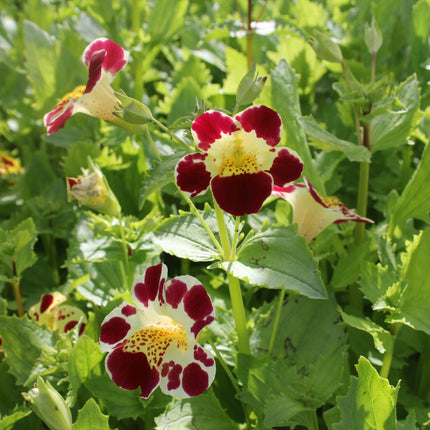 Mimulus luteus 'Queens Prize'
