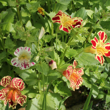 Mimulus luteus 'Queens Prize'