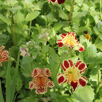 Mimulus luteus 'Queens Prize'