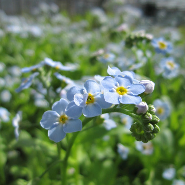Water forget-me-not | Myosotis palustris | Myosotis scorpiodes