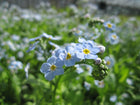 Water forget-me-not | Myosotis palustris | Myosotis scorpioides
