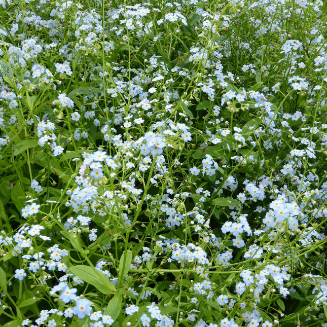 Water forget-me-not | Myosotis palustris | Myosotis scorpioides