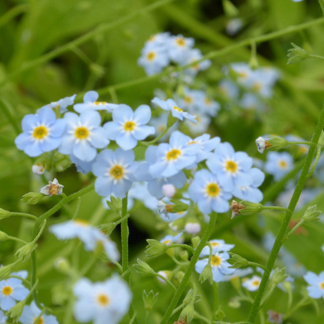 Water forget-me-not | Myosotis palustris | Myosotis scorpiodes