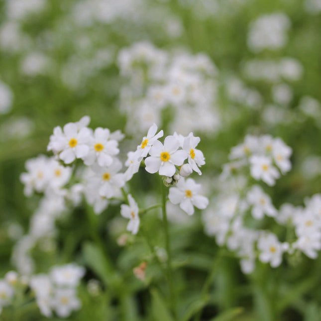 White water forget-me-not | Myosotis scorpioides 'Snowflakes'