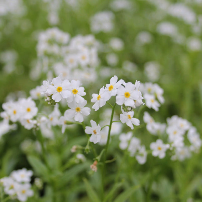 White water forget-me-not | Myosotis scorpioides 'Snowflakes'
