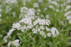 White water forget-me-not | Myosotis scorpioides 'Snowflakes'