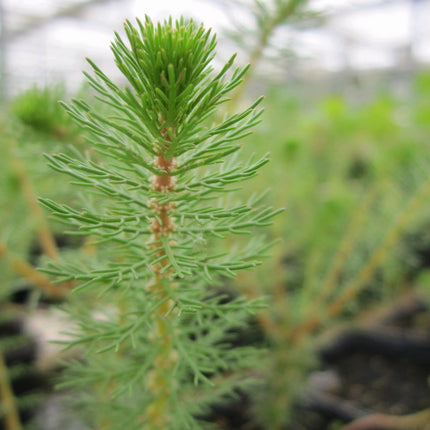 Upright water milfoil | Myriophyllum crispatum