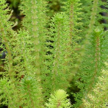Upright water milfoil | Myriophyllum crispatum