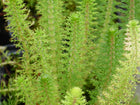 Upright water milfoil | Myriophyllum crispatum