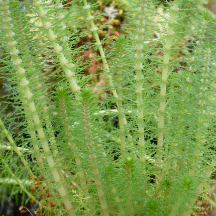 Upright water milfoil | Myriophyllum crispatum