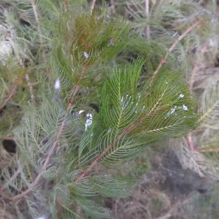 Spiked water milfoil | Myriophyllum spicatum (5 Weighted Bunches)