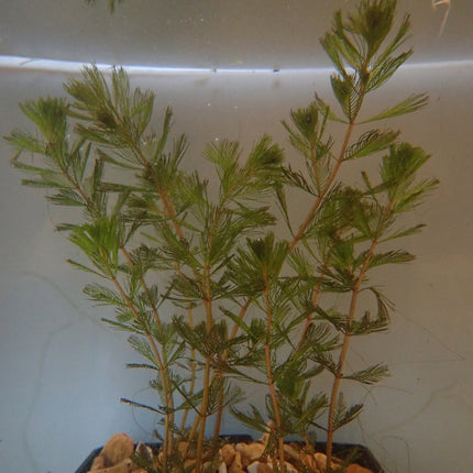 Spiked water milfoil | Myriophyllum spicatum (5 Weighted Bunches)