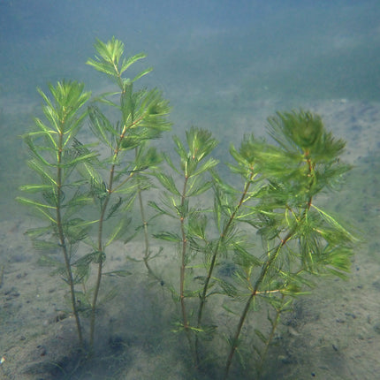 Spiked water milfoil | Myriophyllum spicatum (5 Weighted Bunches)