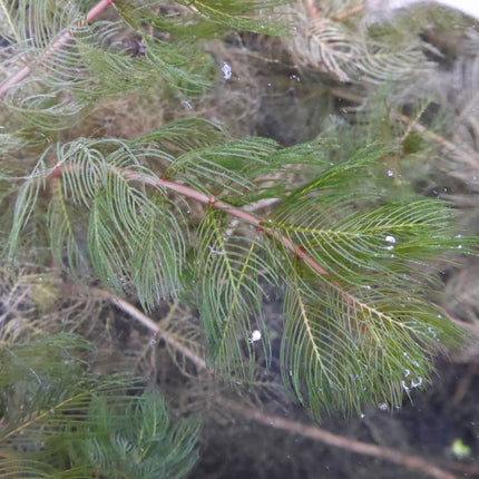 Spiked water milfoil | Myriophyllum spicatum (5 Weighted Bunches)