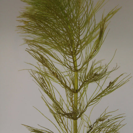 Whorled water milfoil | Myriophyllum verticillatum (5 Weighted Bunches)