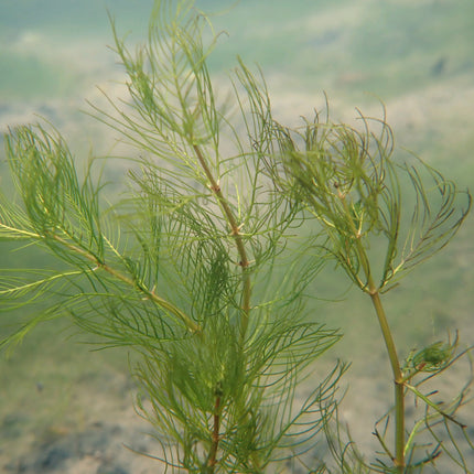 Whorled water milfoil | Myriophyllum verticillatum (5 Weighted Bunches)