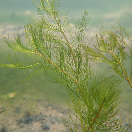 Whorled water milfoil | Myriophyllum verticillatum (5 Weighted Bunches)