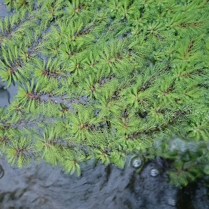 Small Pond Starter Plant Pack – With a Deep Water Plant