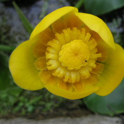 Brandy Bottle Yellow Water Lily | Nuphar lutea