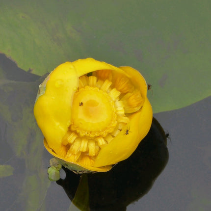 Brandy Bottle Yellow Water Lily | Nuphar lutea