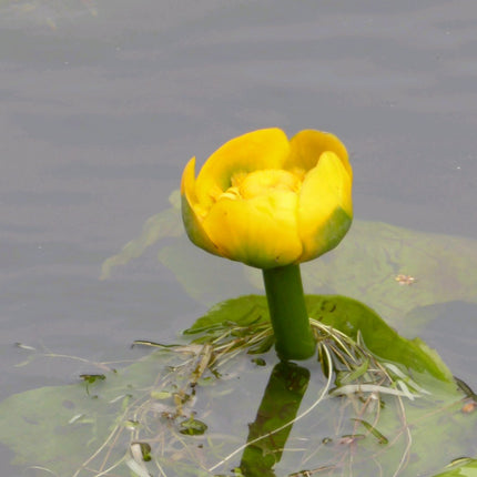 Brandy Bottle Yellow Water Lily | Nuphar lutea