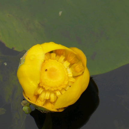 Brandy Bottle Yellow Water Lily | Nuphar lutea