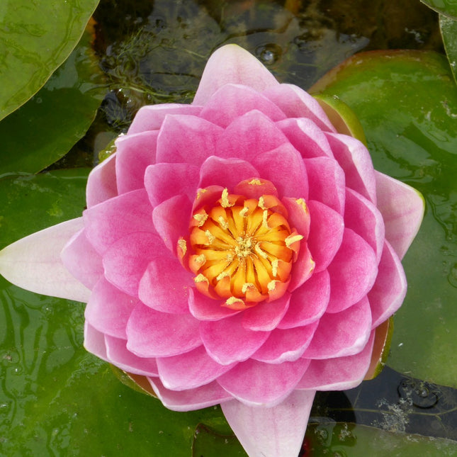 Nymphaea Madame Wilfron Gonnere