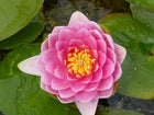 Nymphaea Madame Wilfron Gonnere