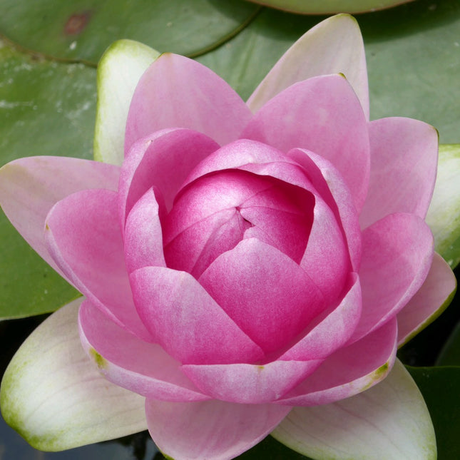 Nymphaea Madame Wilfron Gonnere