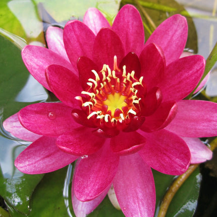 Perry's Baby Red Water Lily | Nymphaea Perry's Baby Red