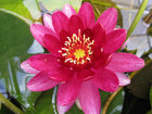 Perry's Baby Red Water Lily | Nymphaea Perry's Baby Red