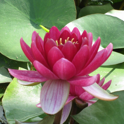 Perry's Baby Red Water Lily | Nymphaea Perry's Baby Red