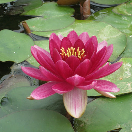 Perry's Baby Red Water Lily | Nymphaea Perry's Baby Red