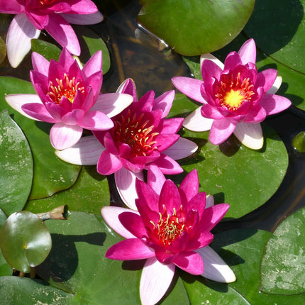 Mini Pond and Dwarf Lily Kit