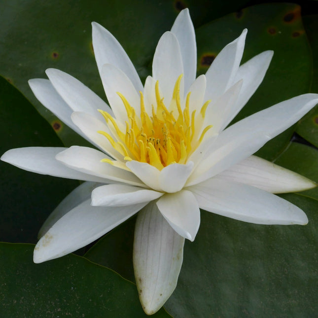 White water lily | Nymphaea Alba